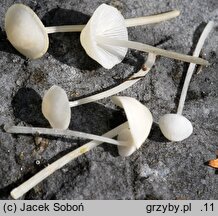 Hemimycena lactea (białogrzybówka mlecznobiała)