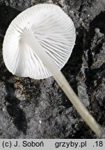 Hemimycena lactea (białogrzybówka mlecznobiała)