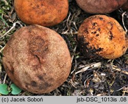 Elaphomyces granulatus