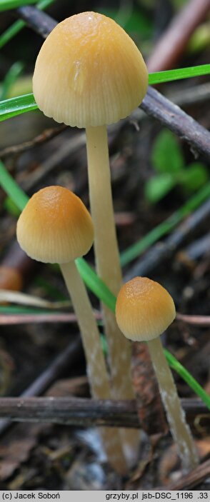 Psathyrella longicauda