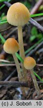 Psathyrella longicauda