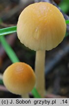 Psathyrella longicauda