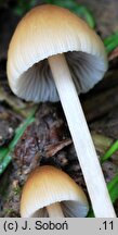 Psathyrella longicauda