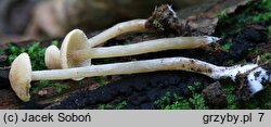 Alnicola luteolofibrillosa (olszóweczka włóknista)