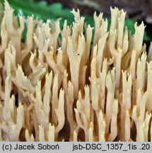 Phaeoclavulina flaccida (koralówka zwiędła)