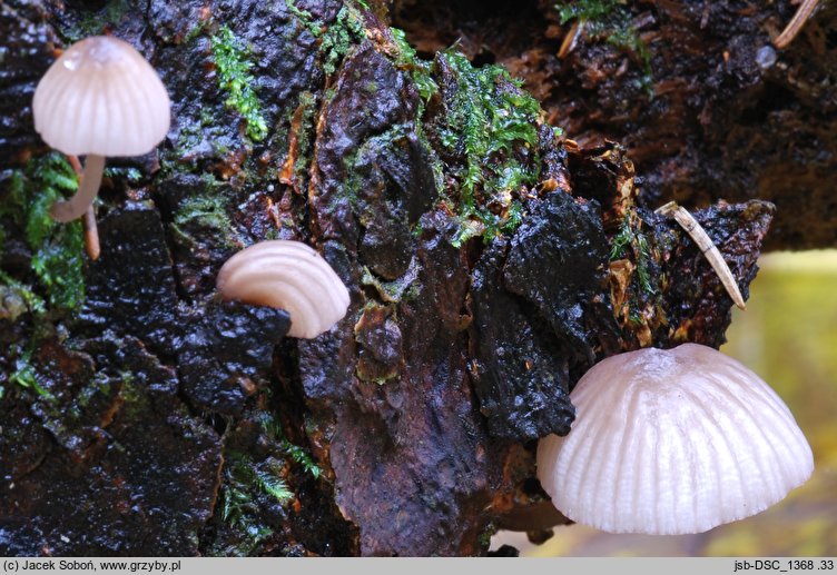 Mycena rubromarginata (grzybówka czerwonoostrzowa)