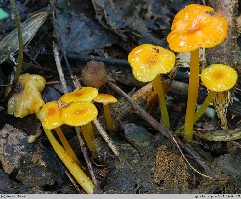 Hygrocybe glutinipes