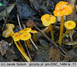 Hygrocybe glutinipes