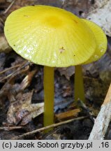 Hygrocybe glutinipes