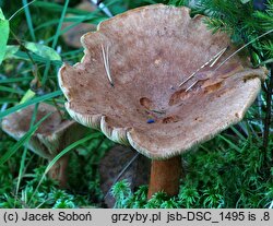 Lactarius helvus (mleczaj płowy)