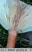 Lactarius helvus (mleczaj płowy)