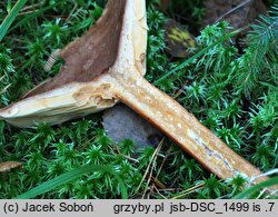 Lactarius helvus (mleczaj płowy)