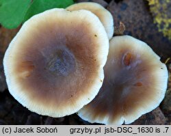 Rhodocollybia butyracea f. butyracea (monetnica maślana typowa)