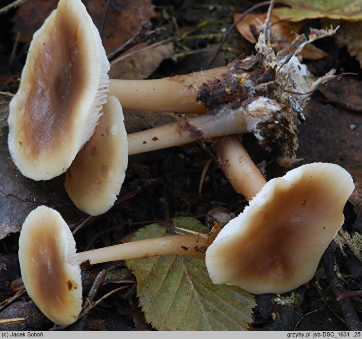 Rhodocollybia butyracea f. butyracea (monetnica maślana typowa)