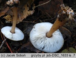 Rhodocollybia butyracea f. butyracea (monetnica maślana typowa)