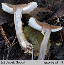 Rhodocollybia butyracea f. butyracea (monetnica maślana typowa)