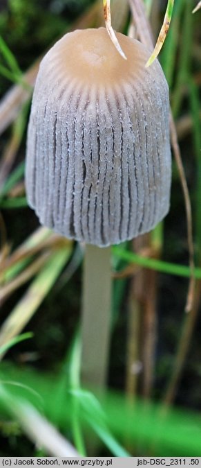 Parasola lilatincta (czernidłak liliowawy)
