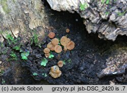 Adelphella babingtonii