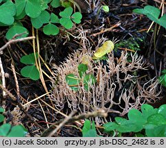 Pterula subulata