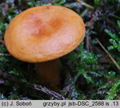 Lactarius fulvissimus