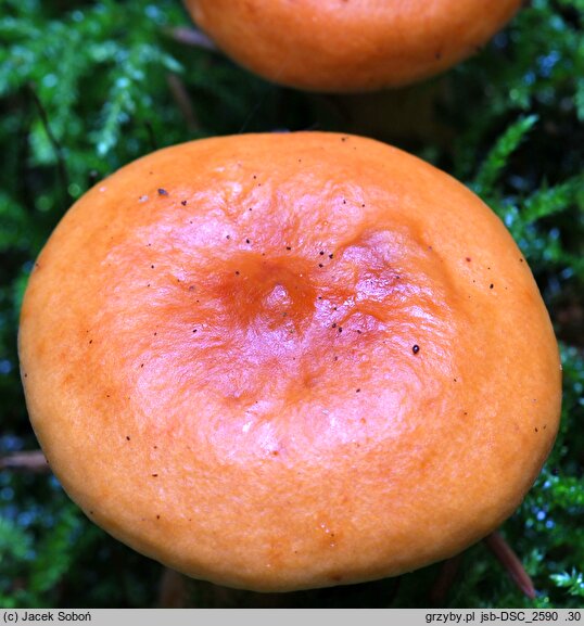 Lactarius fulvissimus