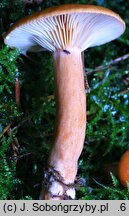 Lactarius fulvissimus