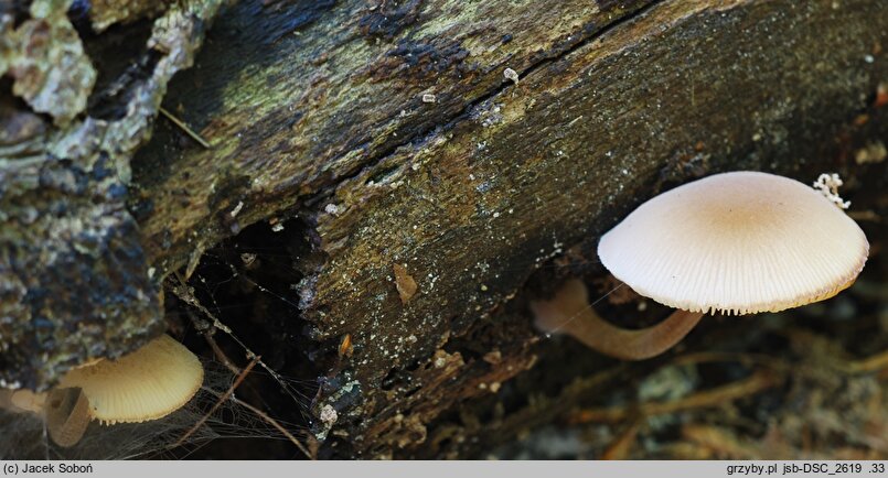 Pluteus semibulbosus