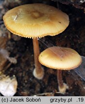 Pluteus semibulbosus