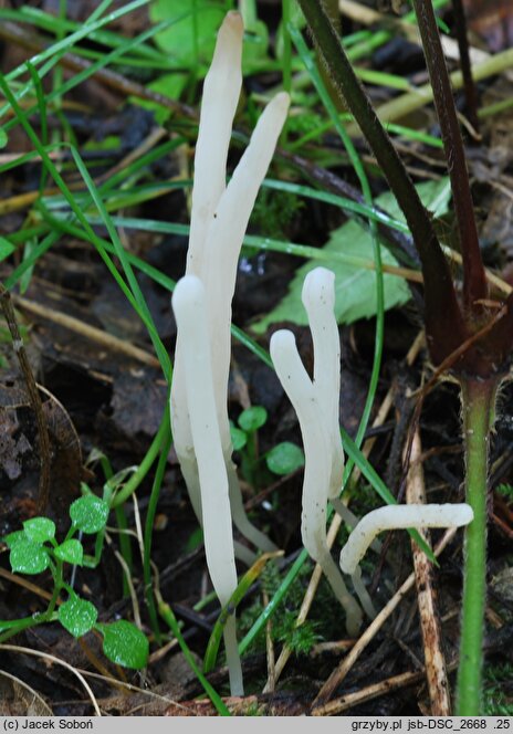 Clavaria falcata (goździeniec zaostrzony)