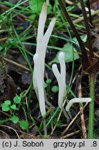 Clavaria falcata (goździeniec zaostrzony)