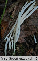 Clavaria falcata (goździeniec zaostrzony)