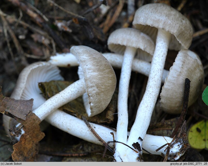 Hygrophorus tephroleucus (wodnicha jesienna)