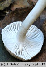 Hygrophorus tephroleucus (wodnicha jesienna)