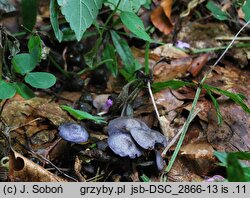 Entoloma euchroum (dzwonkówka fioletowawa)