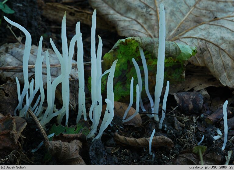 Clavaria fragilis (goździeniec robakowaty)