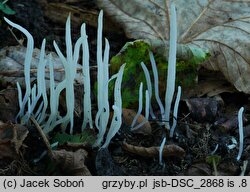 Clavaria fragilis (goździeniec robakowaty)