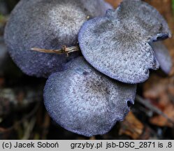 Entoloma euchroum (dzwonkówka fioletowawa)