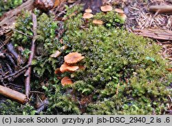 Laccaria laccata var. pallidifolia