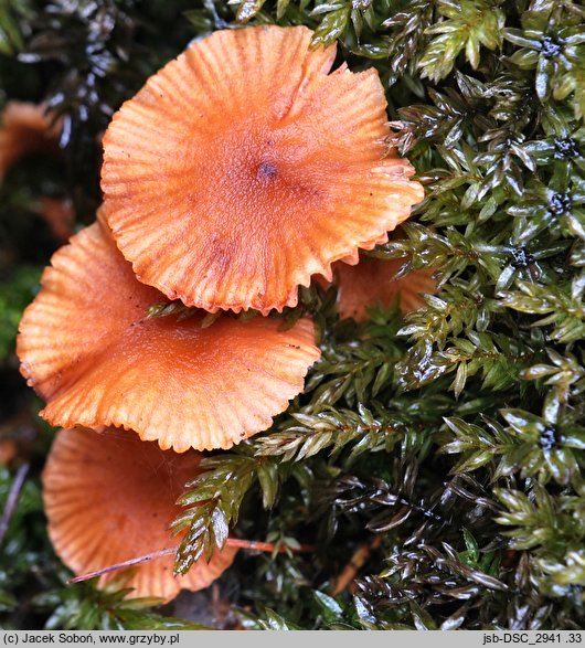 Laccaria laccata var. pallidifolia