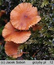 Laccaria laccata var. pallidifolia