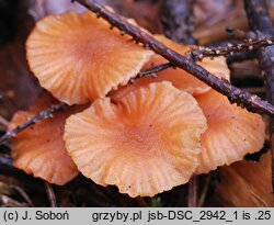 Laccaria laccata var. pallidifolia