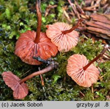 Laccaria laccata var. pallidifolia