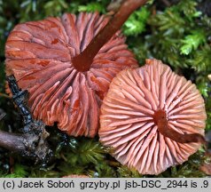 Laccaria laccata var. pallidifolia