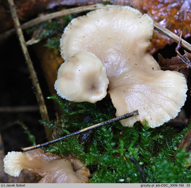 Lentinellus flabelliformis (twardówka wachlarzowata)