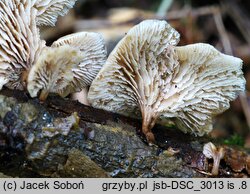 Lentinellus flabelliformis (twardówka wachlarzowata)