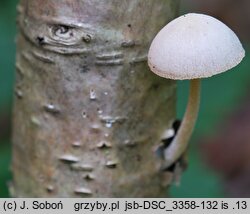 Pluteus semibulbosus