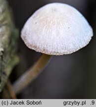 Pluteus semibulbosus