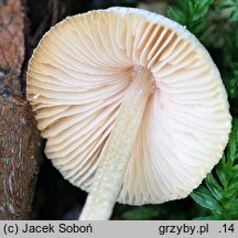 Pluteus semibulbosus