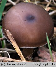 Pseudoclitocybe expallens