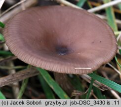 Pseudoclitocybe expallens